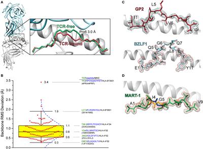 Peptide and Peptide-Dependent Motions in MHC Proteins: Immunological Implications and Biophysical Underpinnings